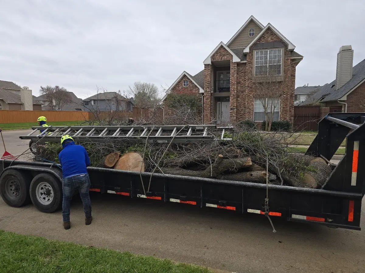 Expert Tree Pest Control with proper safety equipment in Plainfield